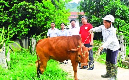 Thái Nguyên: Tạo sinh kế giúp  người nghèo qua Dự án “Ngân hàng bò”
