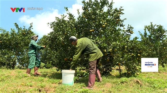 Điểm sáng trong xây dựng NTM tại Sơn La và Hoà Bình VTV1 Ngày 11.12.2023