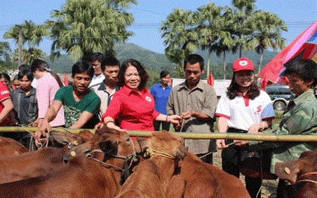 Ngân hàng bò - Chương trình vận động nội lực với quy mô lớn của Hội