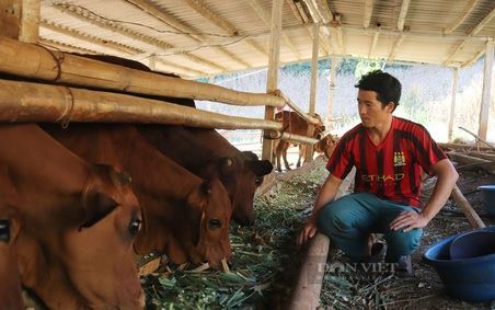 Chàng trai dân tộc Mông về làm giàu trên vùng đất chó ăn đá gà ăn sỏi