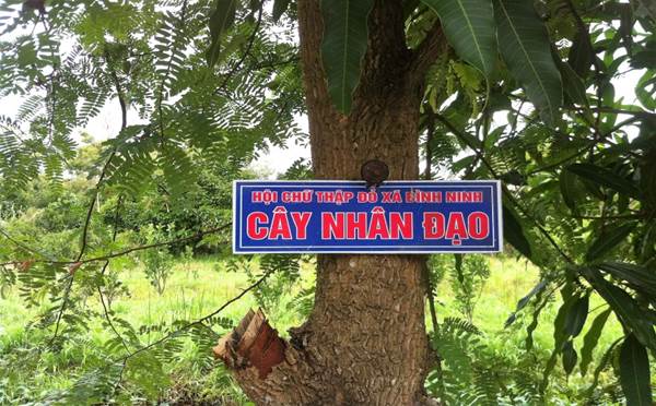 Hội CTĐ xã Bình Ninh: Phát triển mô hình “Trồng cây gây quỹ phát triển ngân hàng bò”