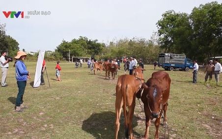 Tin Truyền hình Nhân đạo VTV1   Ngày 29 01 2018