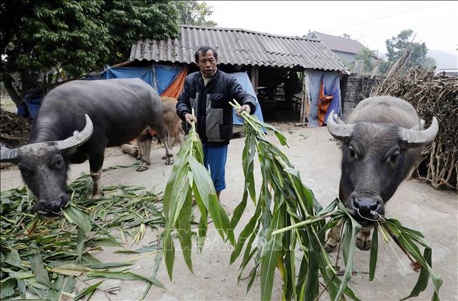 GIẢM NGHÈO BỀN VỮNG Ở PHÚ THỌ: KHƠI DẬY KHÁT VỌNG VÀ QUYẾT TÂM THOÁT NGHÈO - Ảnh 1.