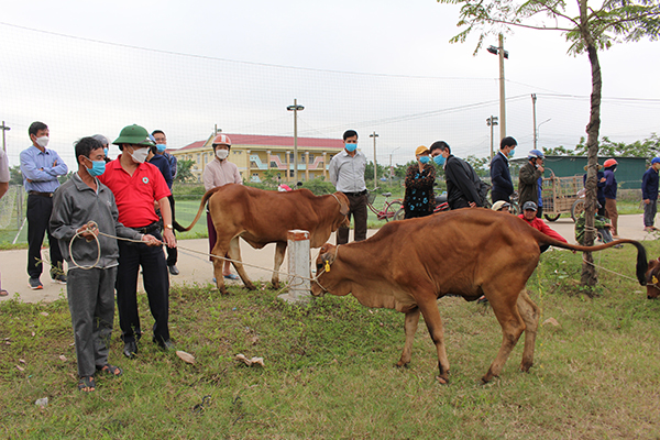 Quảng Bình: Bàn giao bò cái giống cho các hộ khó khăn - Ảnh 1.