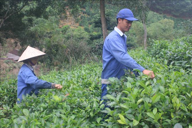 Phát triển đối tượng tham gia BHXH tại các hợp tác xã - Ảnh 1.