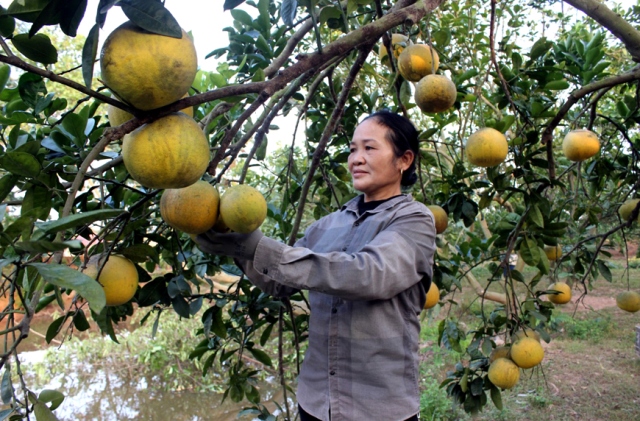 Vĩnh Phúc: Triển khai hiệu quả chính sách hỗ trợ giảm nghèo đặc thù - Ảnh 1.