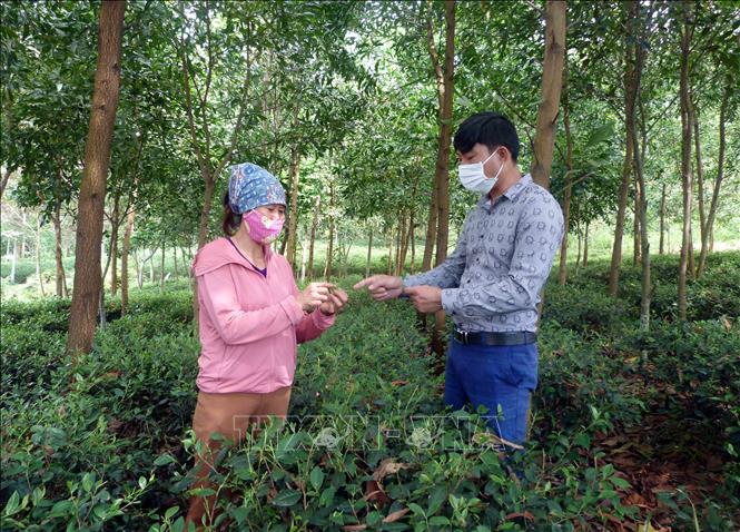 Những Bí thư Chi bộ, Trưởng thôn ''8x'' sáng tạo, vì dân - Ảnh 2.