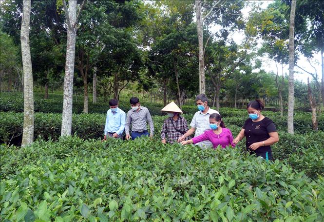 Những Bí thư Chi bộ, Trưởng thôn ''8x'' sáng tạo, vì dân - Ảnh 1.